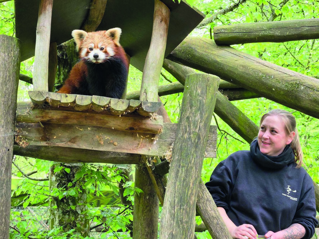 Tierpflegerin mit einem roten Panda